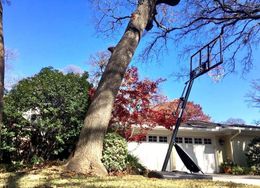 Large tree leaning over a driveway beside a house with a basketball hoop under a blue sky