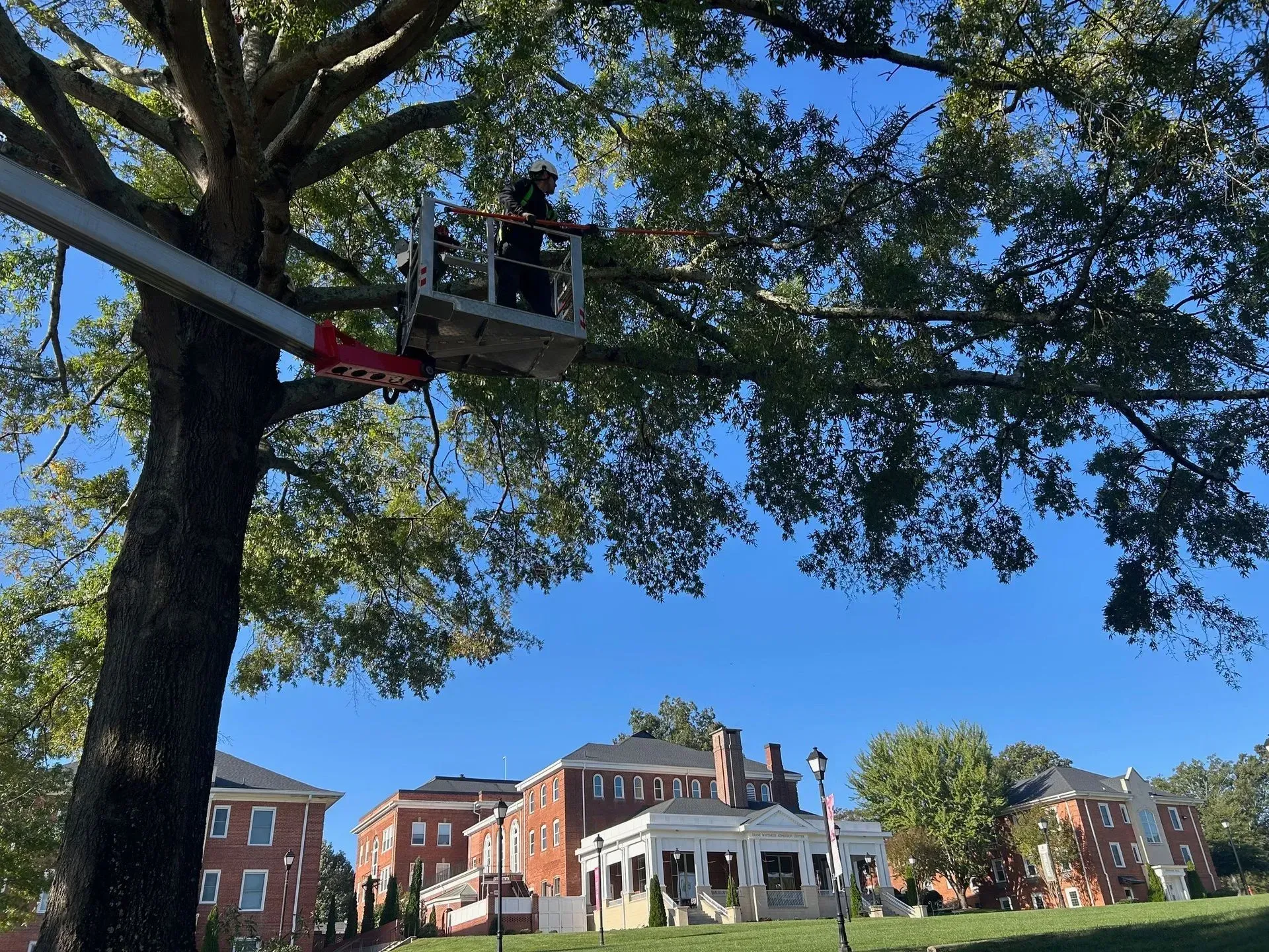 Tree with a rope swing in a park, overlooking brick buildings under a bright blue sky