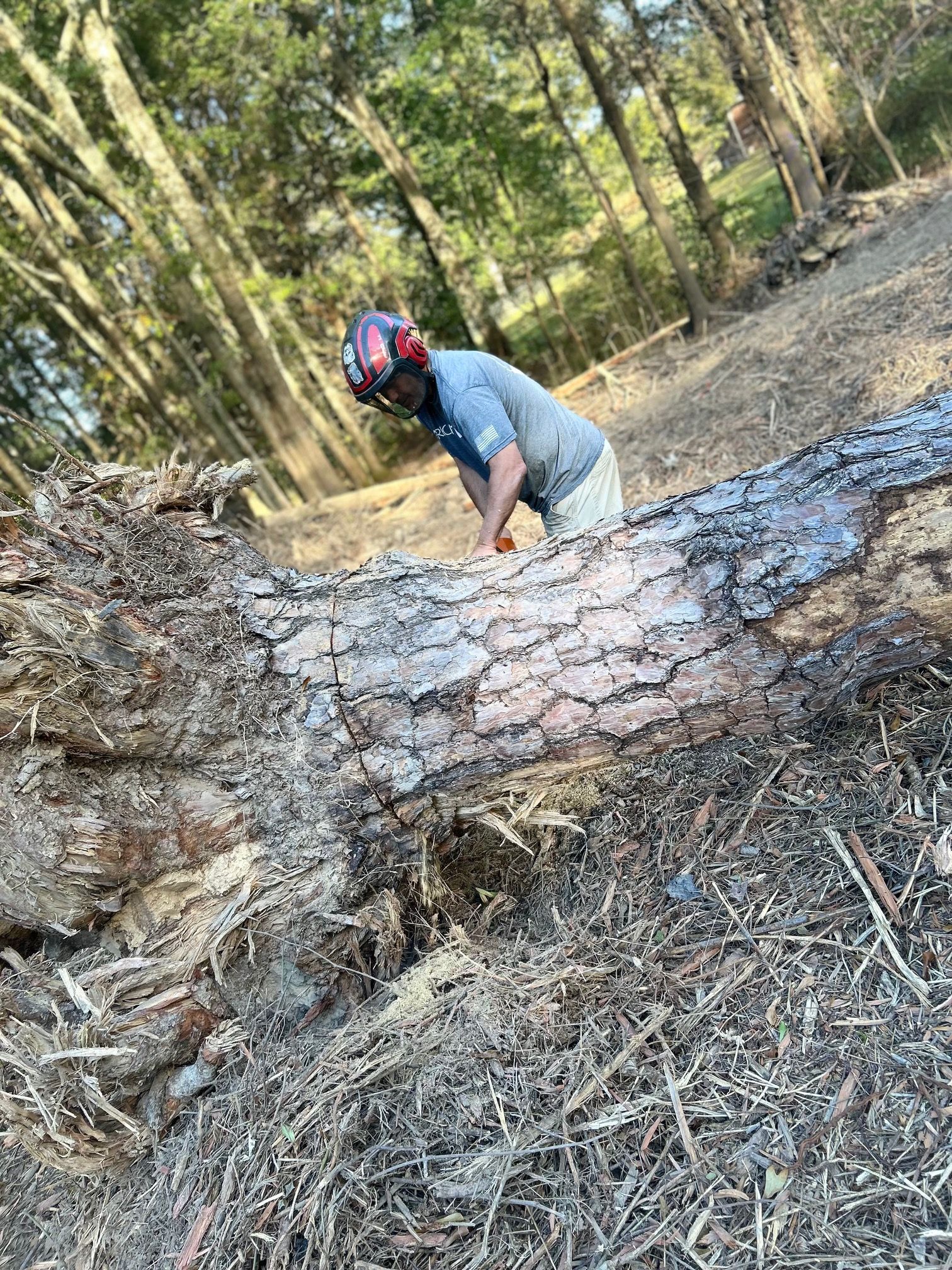 Person in a blue shirt and red helmet inspecting a fallen tree in a wooded area.