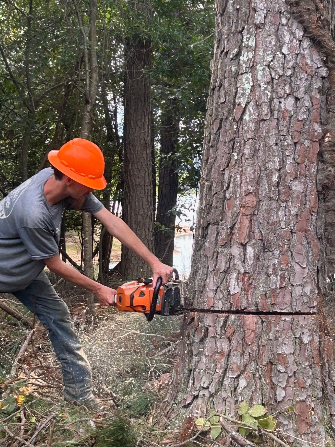 Worker in orange hard hat cutting a tree trunk with a chainsaw in a forest