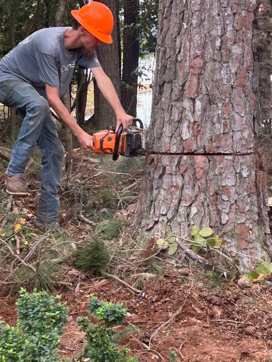 Person using an orange chainsaw to cut a tree trunk in a forest.