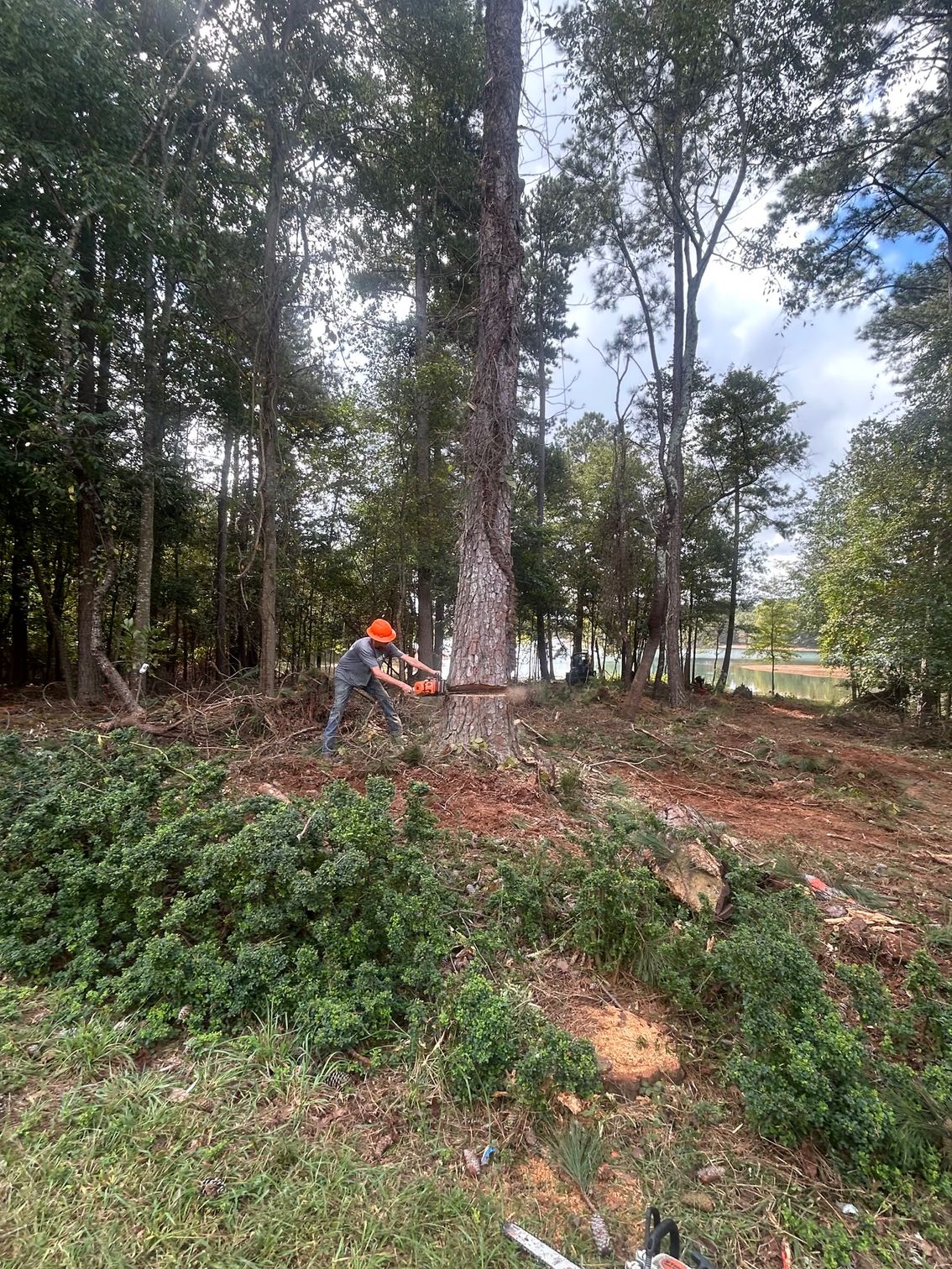 Worker using a chainsaw to clear brush in a wooded area near a clearing