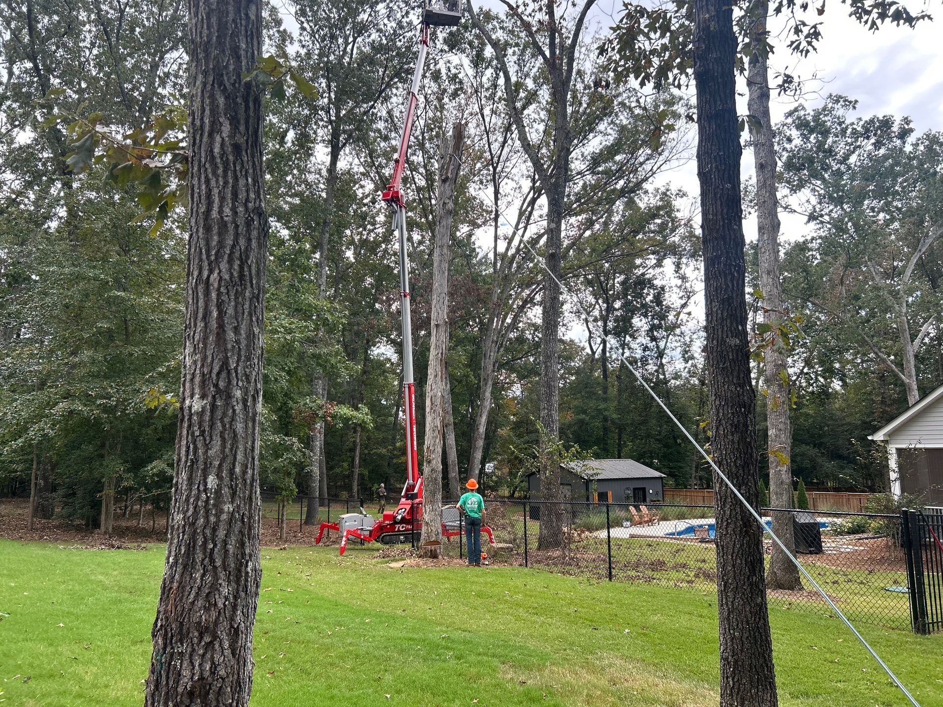 Worker trimming a tall tree with a cherry picker in a grassy yard, with houses and trees nearby