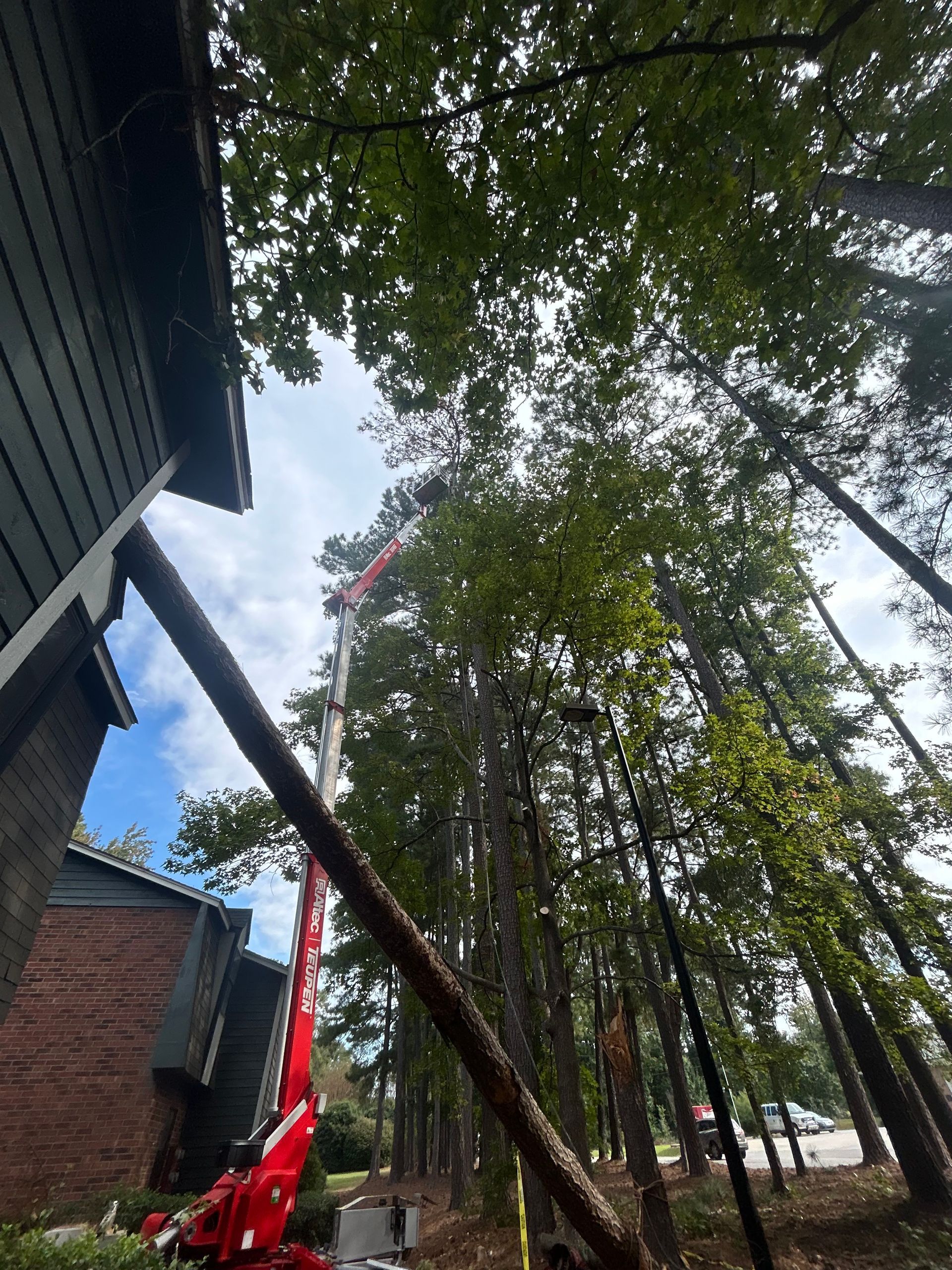 Tall trees beside a building, with a red cherry picker reaching up under the canopy.