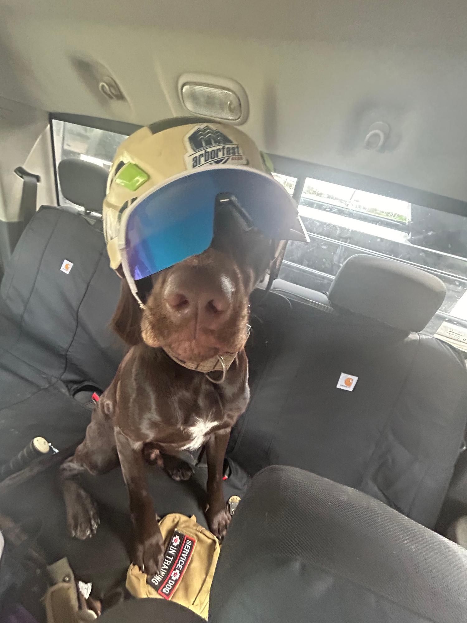 Brown dog in a car seat, wearing a green helmet and blue visor, sitting on a car seat with a treat bag nearby.