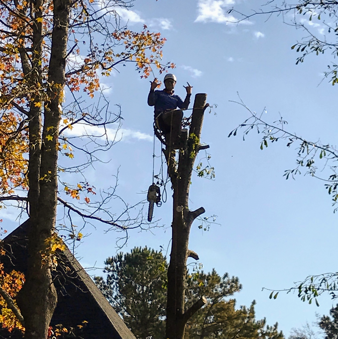Worker trimming a tall tree using a chainsaw, seen from below against a blue sky.