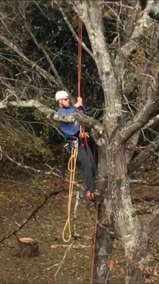 Person in a white helmet rappels beside a large tree in a wooded area, wearing blue and yellow gear.