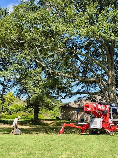 Person kneeling in a grassy park beside a red tree-trimming machine under large green trees