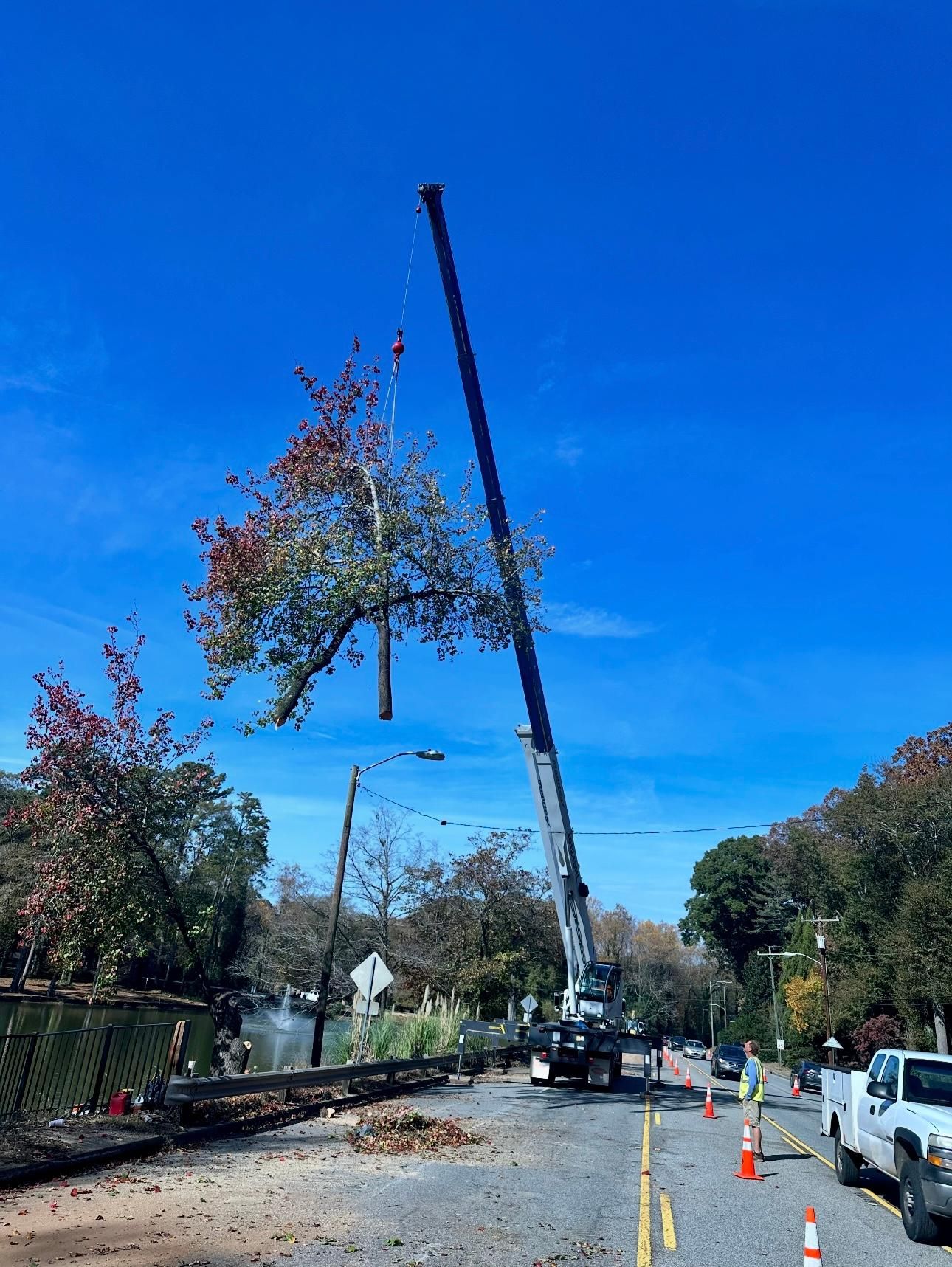 Tree being lifted by a crane onto a truck on a street with parked cars under a blue sky.
