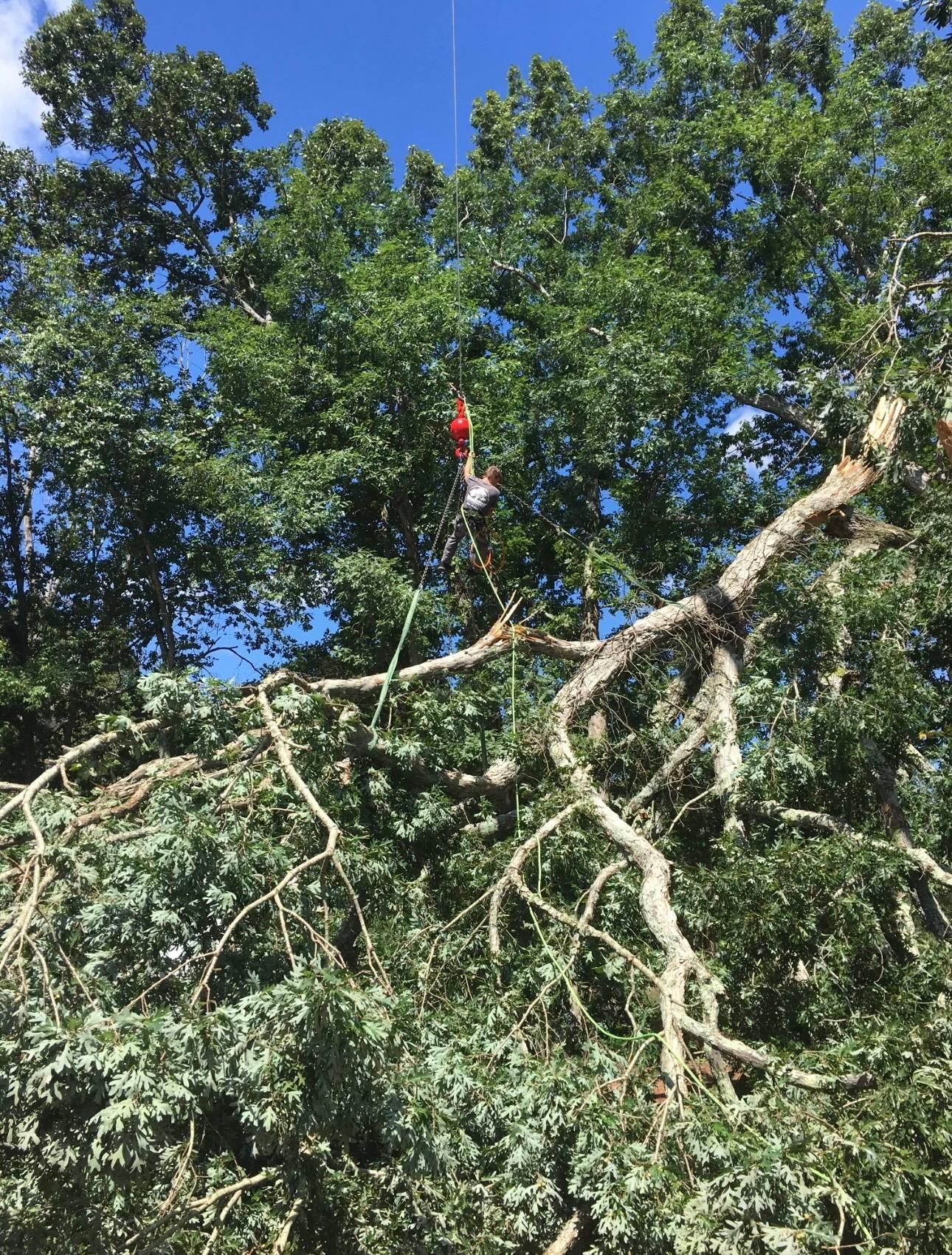 Dense green treetops with a broken branch and a small red object against a blue sky