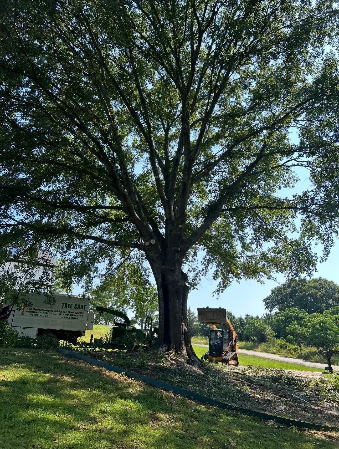 Large tree beside a road with a small excavator working near its base on a sunny day