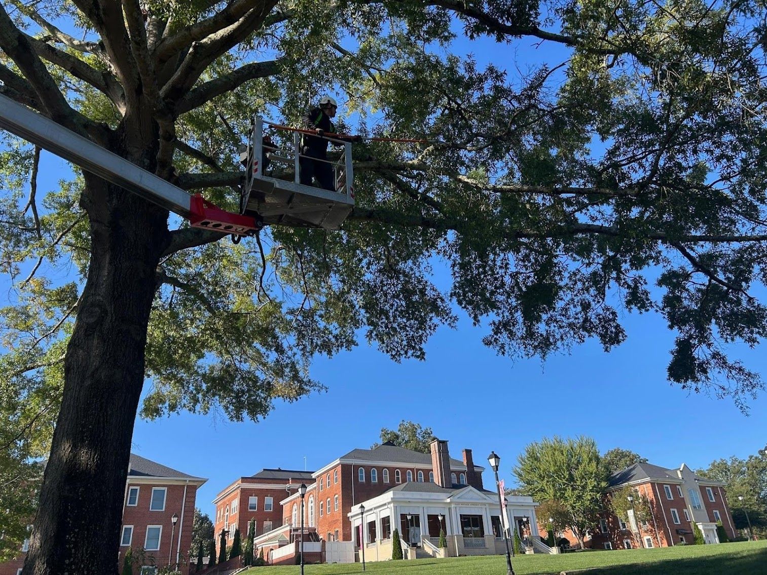 Tree branches framing a sunny campus with brick buildings and a white porch under a blue sky