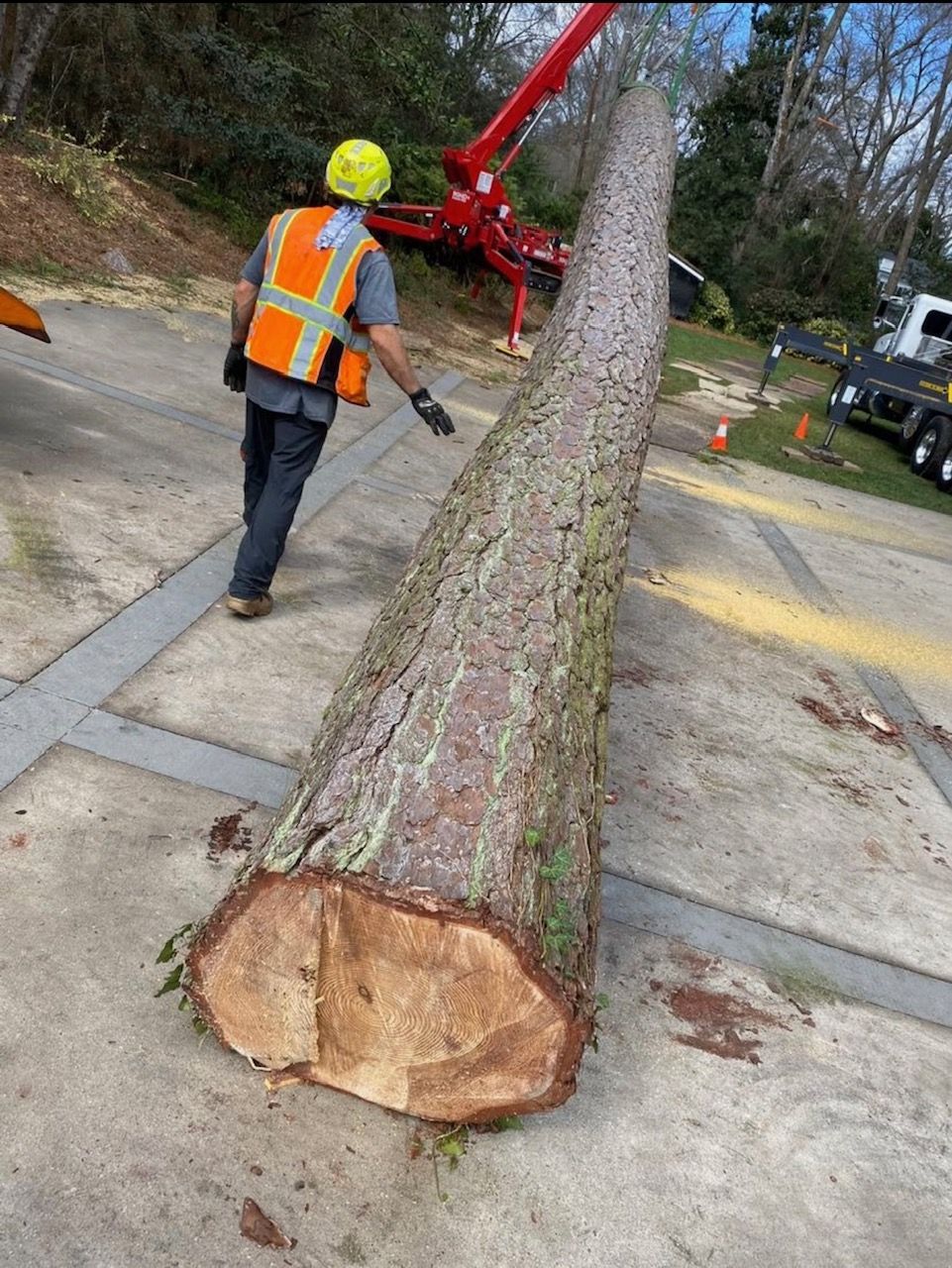 Worker in orange vest and yellow hard hat stands by a cut tree trunk on a roadside.