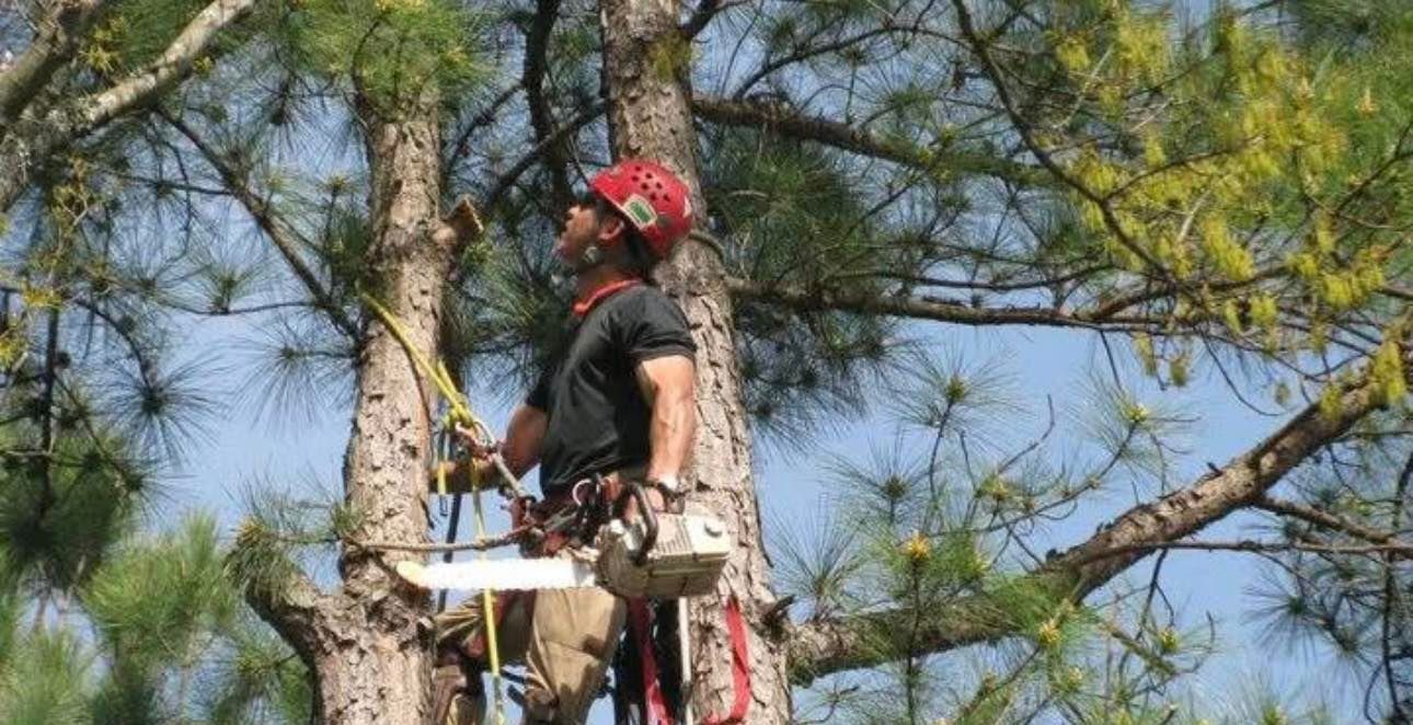 Person in a red helmet climbing a tree with a chainsaw and safety harness.