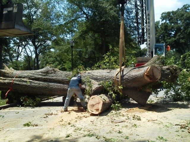 Worker cutting a fallen tree trunk with a chainsaw in a wooded area