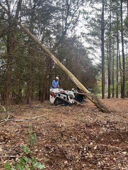 Worker on a skid steer tilts a leaning tree in a wooded area, surrounded by fallen leaves.