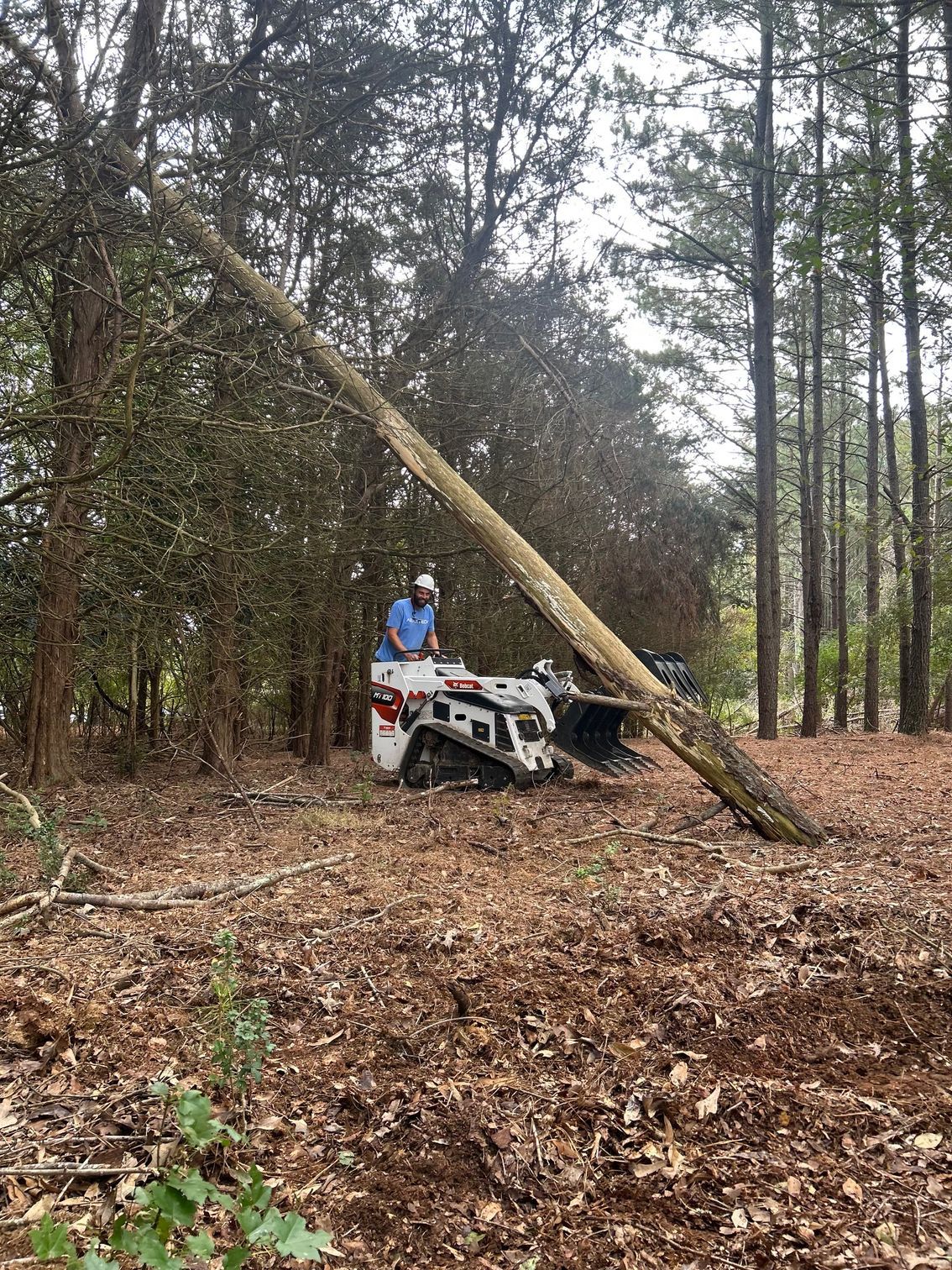 Worker in blue helmet clearing a fallen tree with a skid-steer in a wooded area.