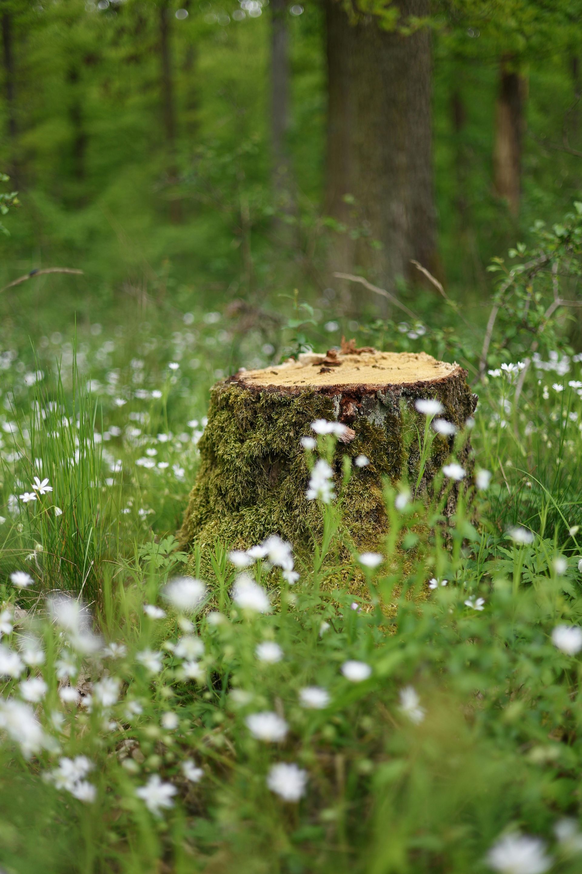 Moss-covered tree stump in a green forest clearing with white wildflowers in the foreground