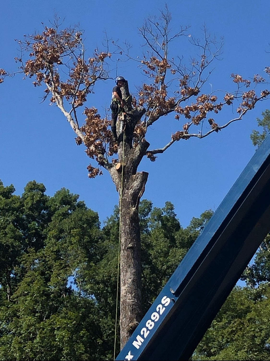 Tree being trimmed by a worker in a bucket lift against a blue sky