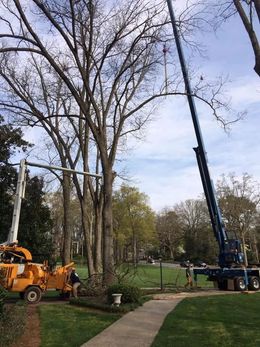 Tree crew with orange truck and blue crane lifting a large tree in a park along a paved path