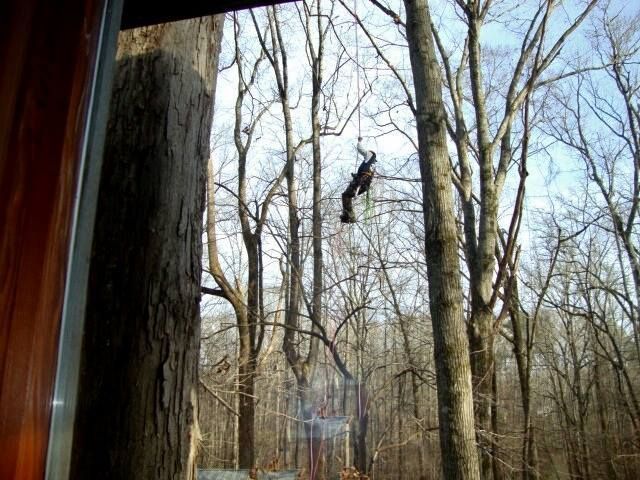Leafless trees seen through a window in a wooded area