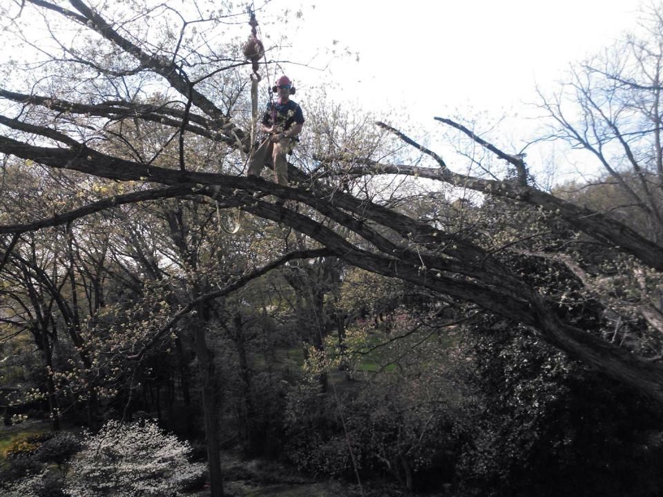 Person standing on a large fallen tree in a leafless wooded area