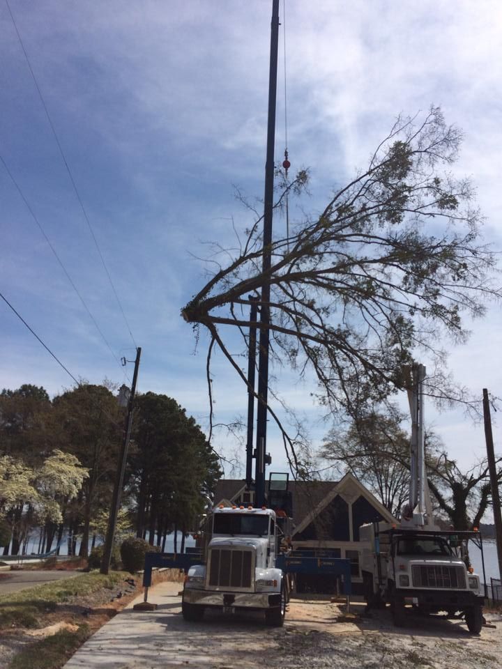 Utility trucks removing a fallen tree from power lines on a residential street