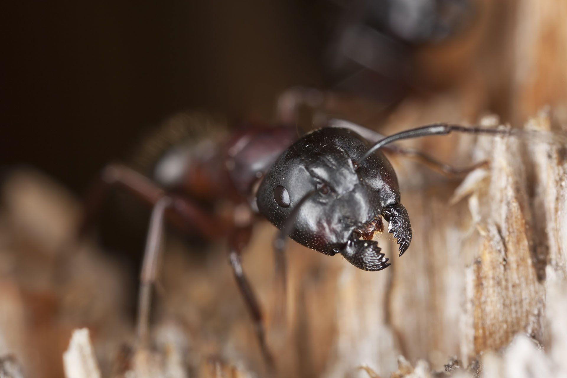 Carpenter Ant — Columbus, IN — YES Pest Pros