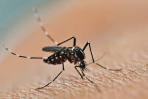 weather effects on pest patterns