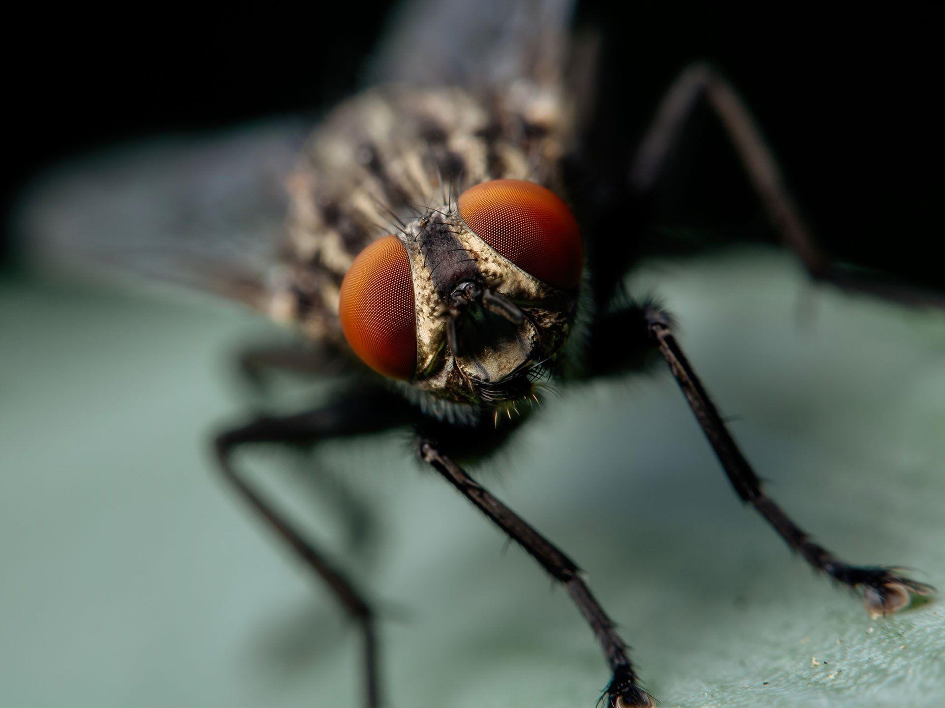 Fly — Columbus, IN — YES Pest Pros
