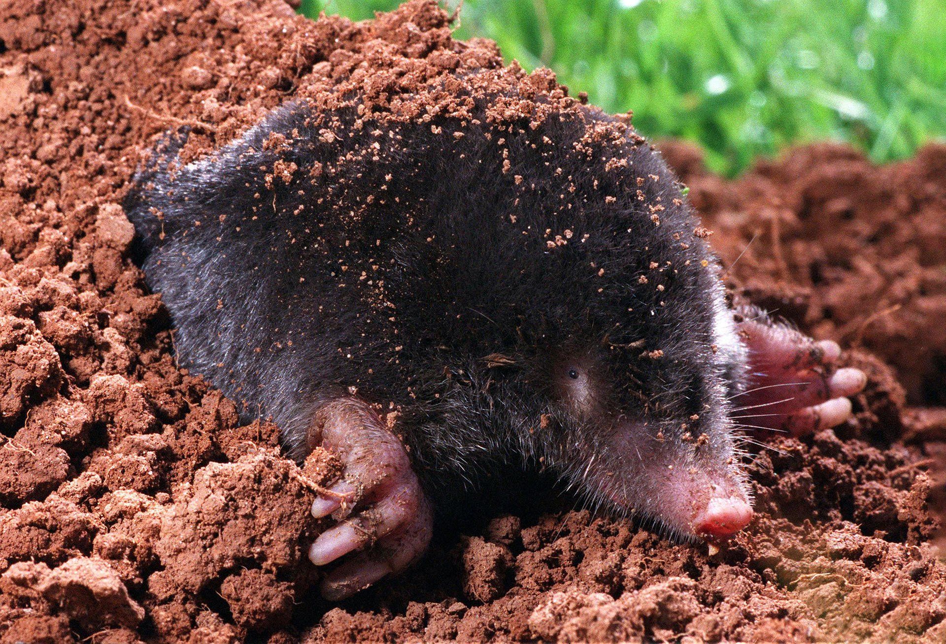 Mole — Columbus, IN — YES Pest Pros
