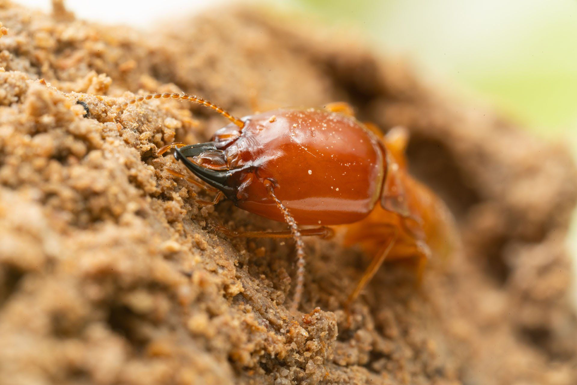 Termite — Columbus, IN — YES Pest Pros