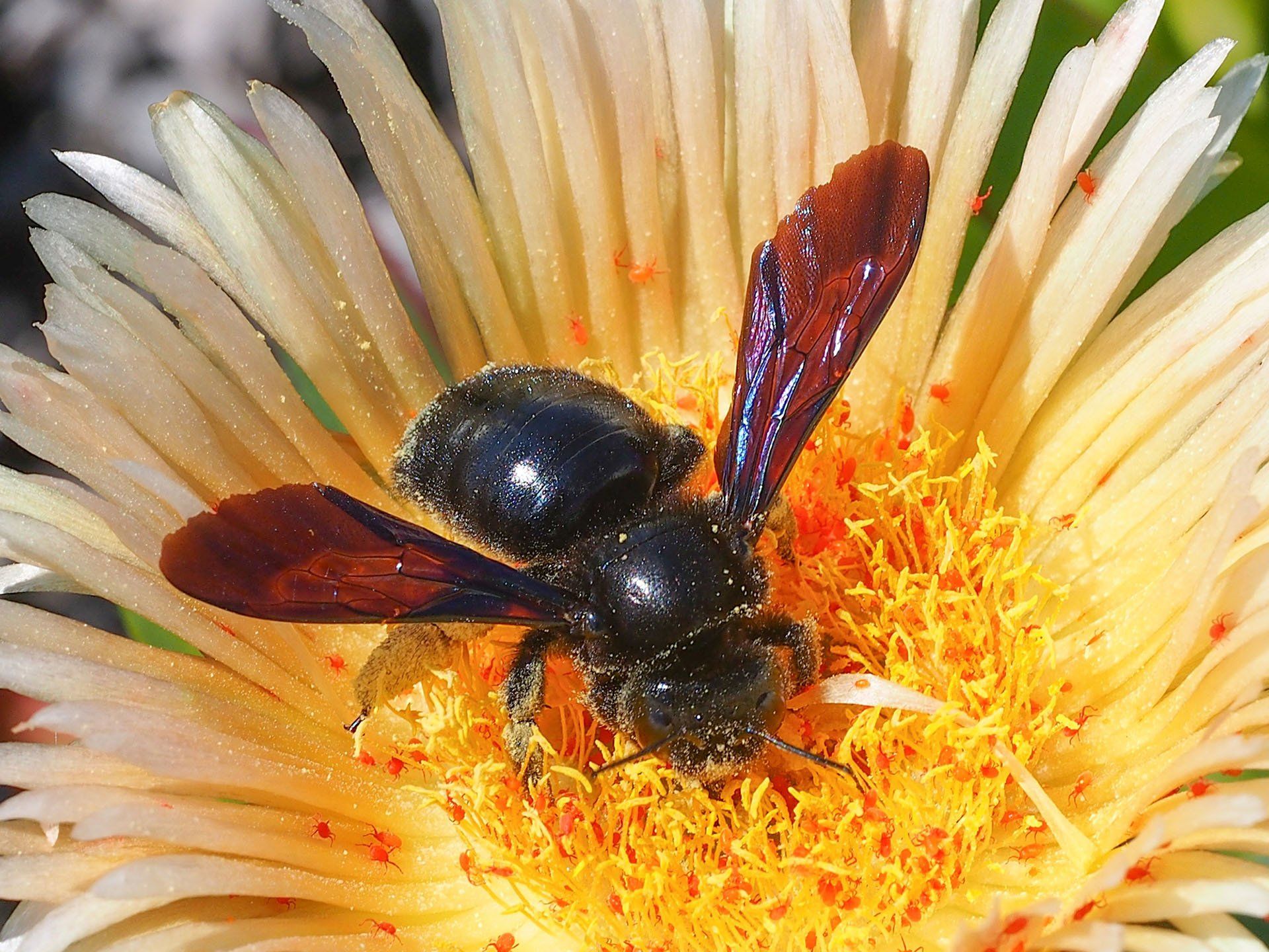 Carpenter Bee — Columbus, IN — YES Pest Pros