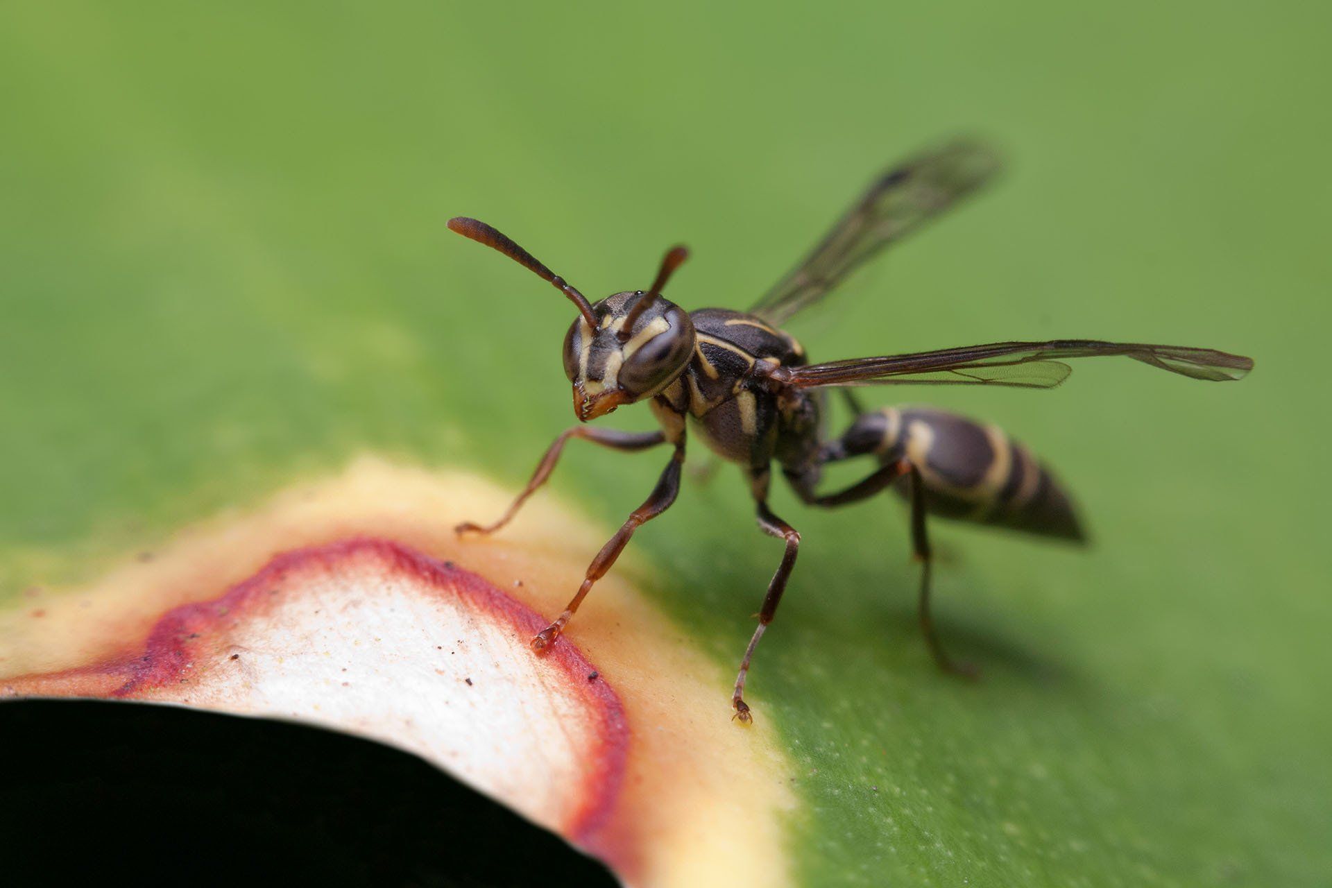 Paper Wasp — Columbus, IN — YES Pest Pros
