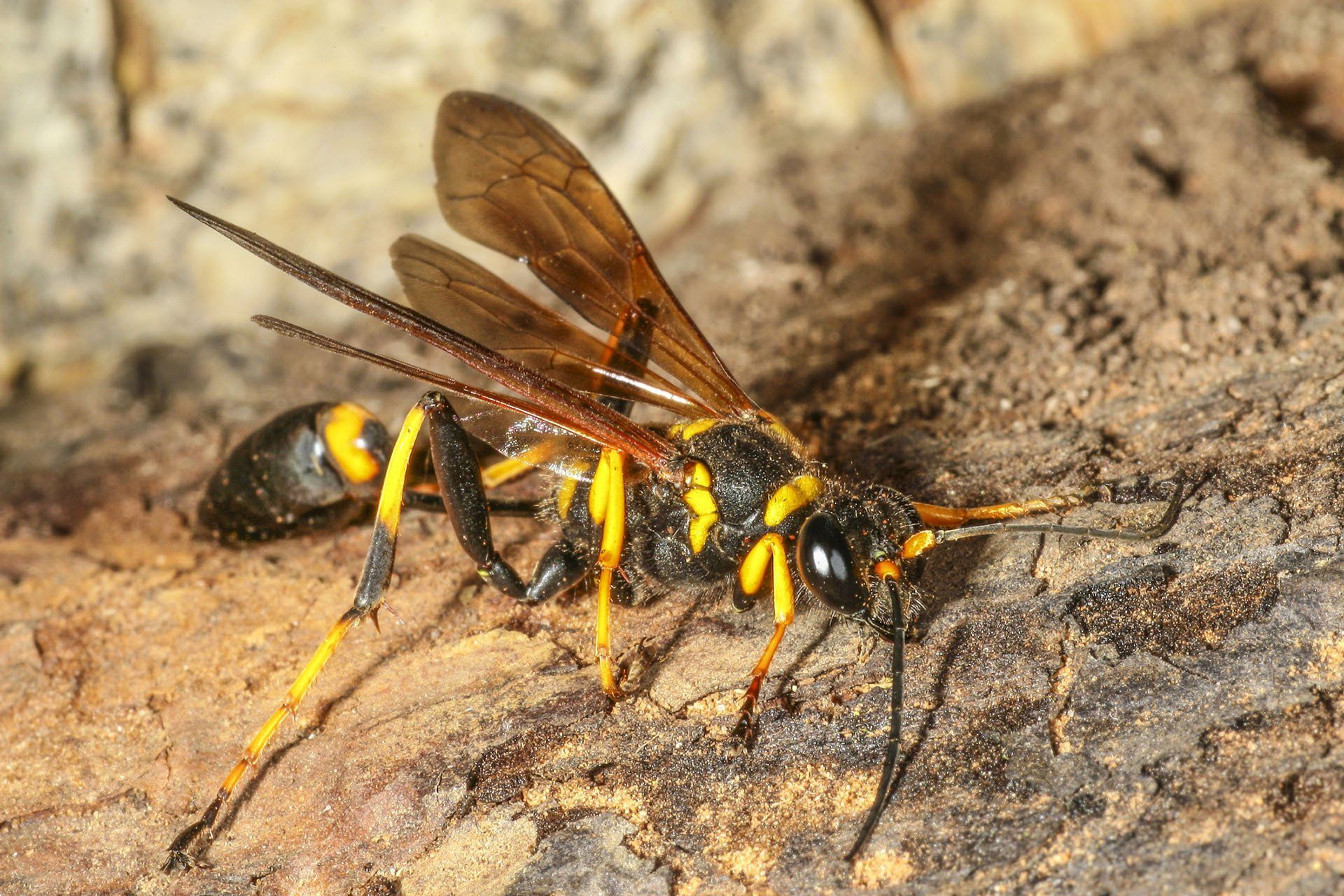 Mud Dauber — Columbus, IN — YES Pest Pros