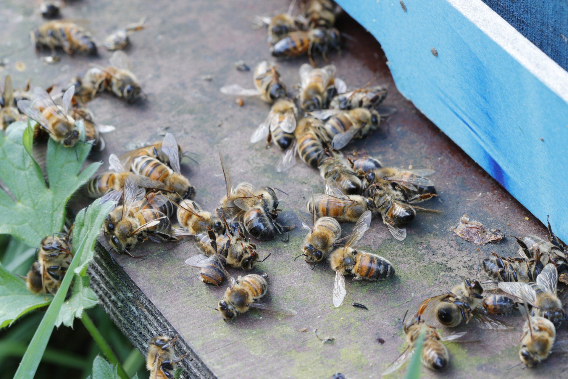 Bees — Columbus, IN — YES Pest Pros