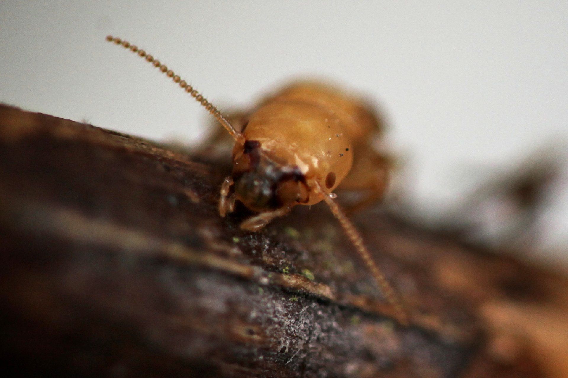 Termite Inspection — Columbus, IN — YES Pest Pros