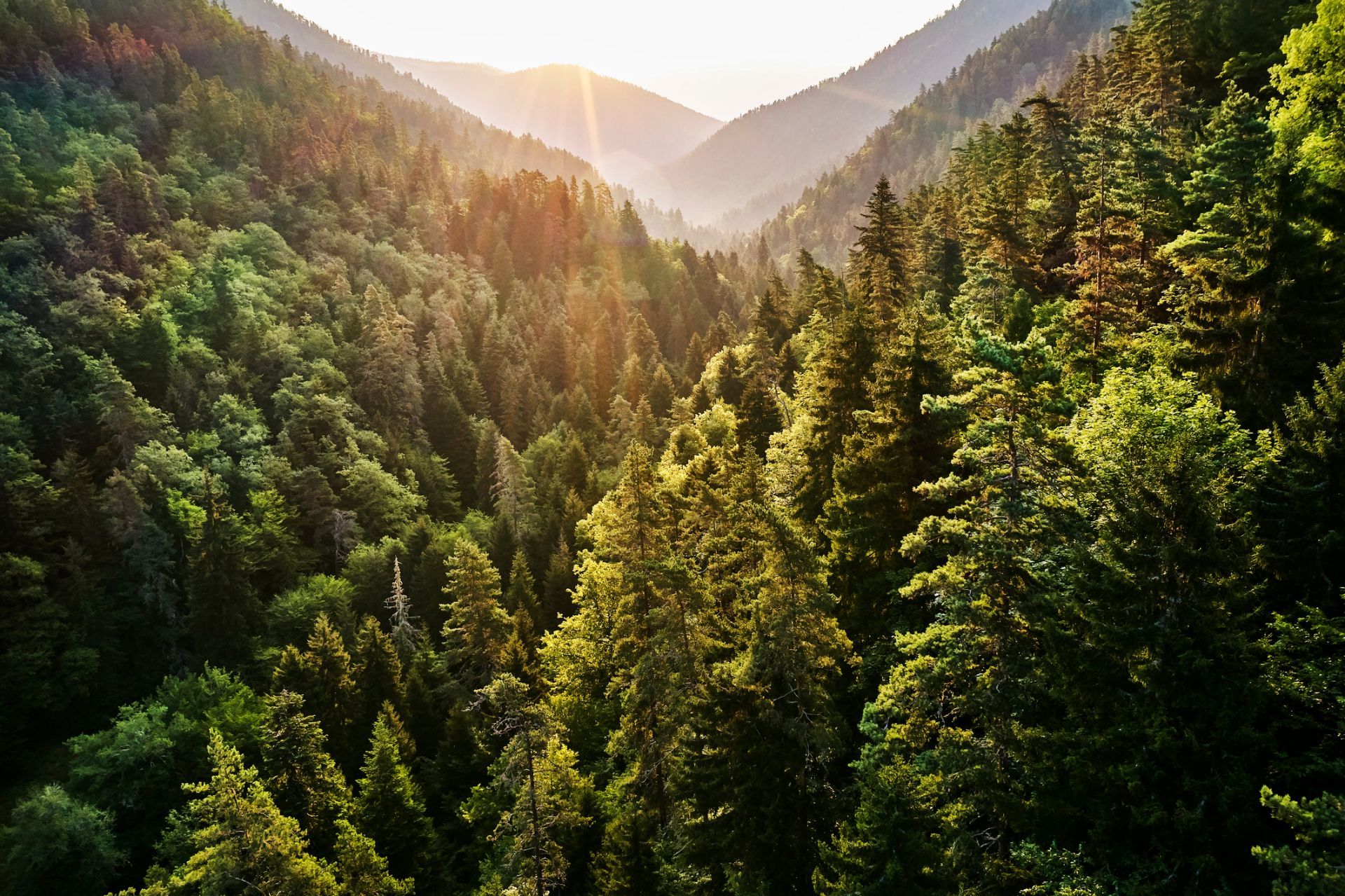 Foresta