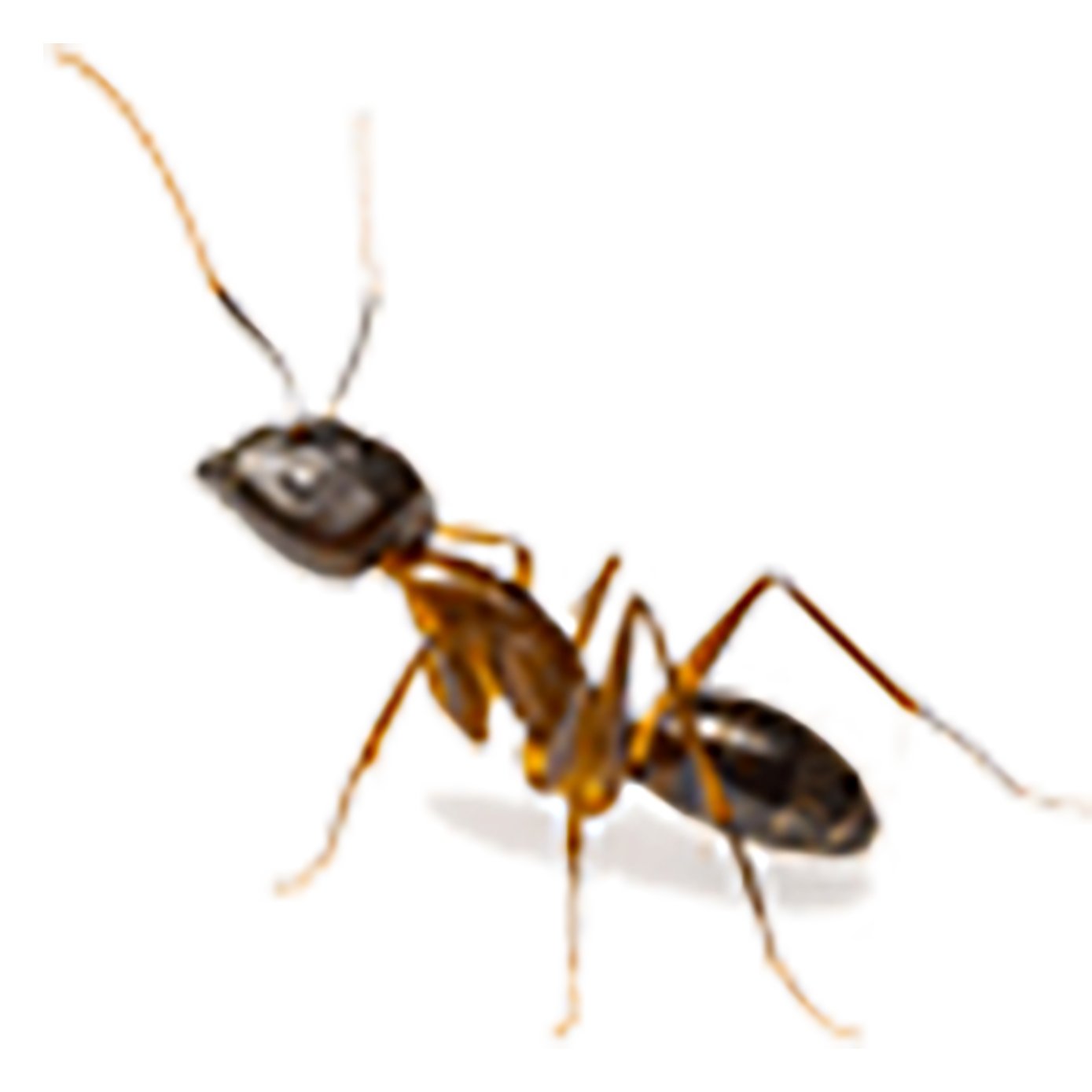 Pest Control Columbia, SC Simon Matthews Exterminating