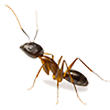 Ant - West Columbia, SC - Simon Matthews Exterminating Ant - West Columbia, SC - Simon Matthews Exterminating