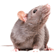 Rodent - West Columbia, SC - Simon Matthews Exterminating