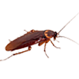 Roach - West Columbia, SC - Simon Matthews Exterminating Roach - West Columbia, SC - Simon Matthews Exterminating