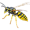 Wasp - West Columbia, SC - Simon Matthews Exterminating