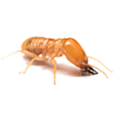 Termite - West Columbia, SC - Simon Matthews Exterminating Termite - West Columbia, SC - Simon Matthews Exterminating