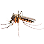Mosquito - West Columbia, SC - Simon Matthews Exterminating