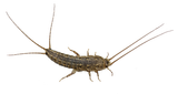 Silverfish - West Columbia, SC - Simon Matthews Exterminating