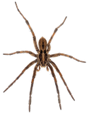 Spider - West Columbia, SC - Simon Matthews Exterminating