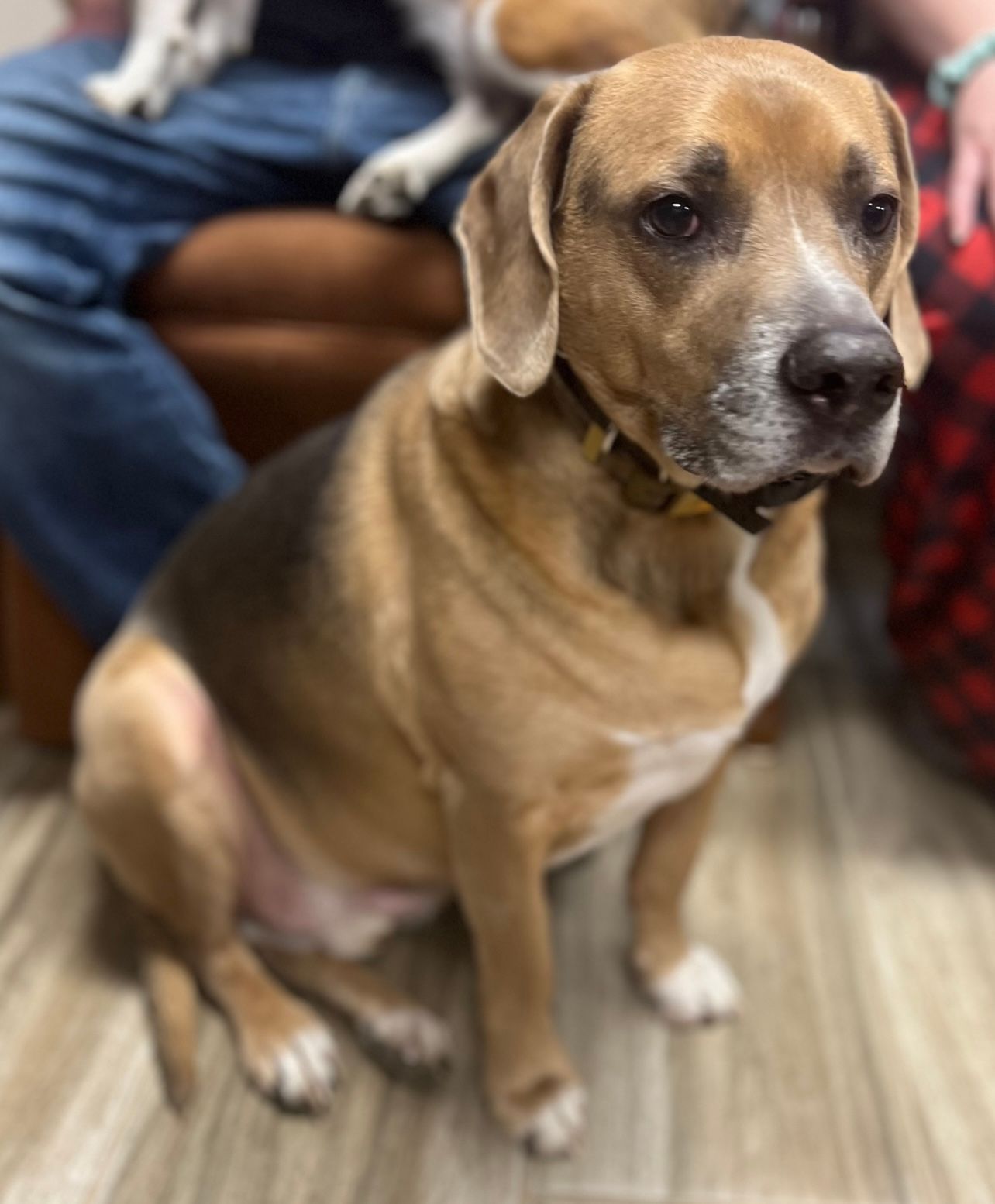 Beagle-mix dog sitting, tan and black fur, looking right, seated near person, wooden floor.