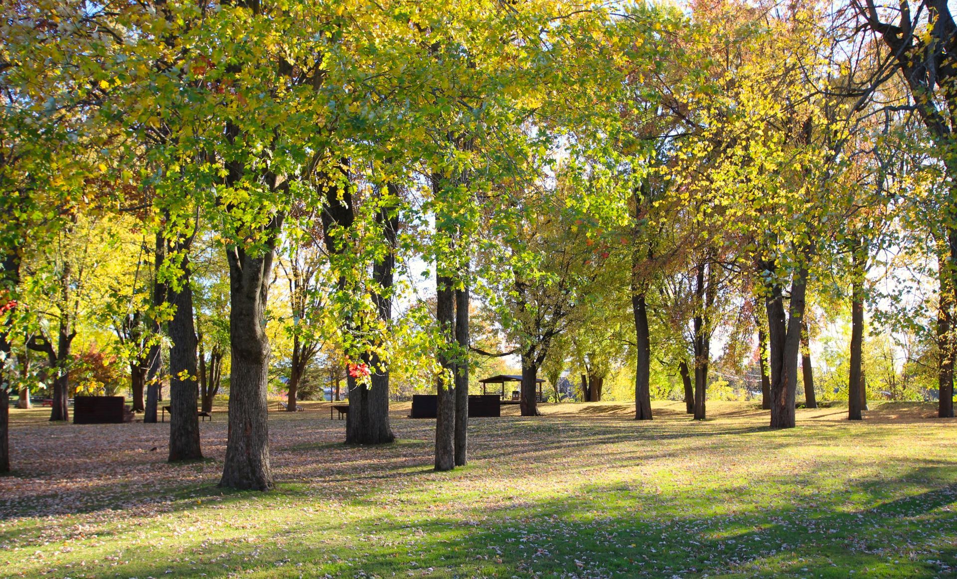 Tall trees with yellow and green autumn leaves stand in a park with fallen leaves on the ground under soft sunlight.