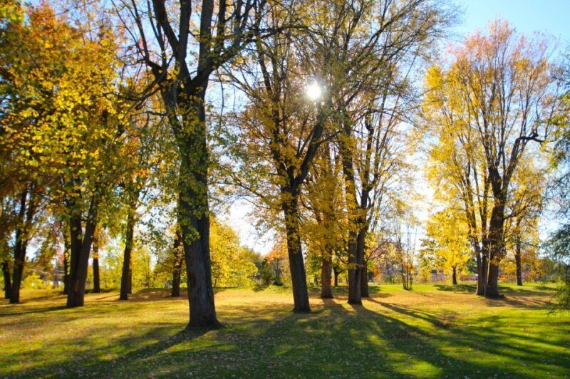 A sunlit park scene with tall trees displaying golden autumn leaves, casting long shadows across a grassy lawn.
